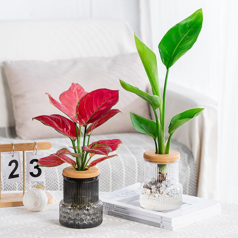 Transparent Hydroponic Vase Automatic Water Absorption Plant Pot For Home & Office