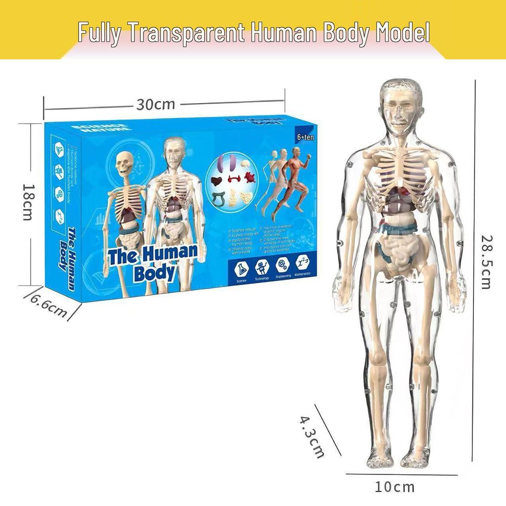Detachable Human Skeleton Model Educational Toy for Kids