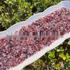 Pink Spinel Tumbled Stone Ornament for Decoration, Phone Case, Nail Art & Children's Science Exploration.