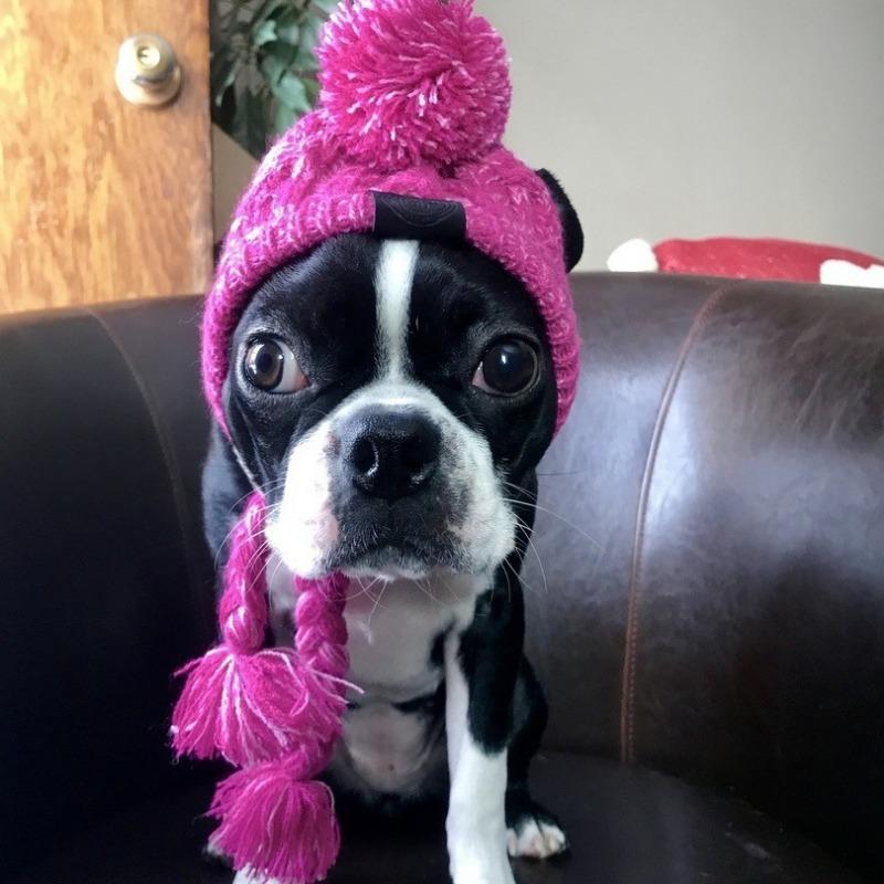 New Cat Autumn and Winter Warm and Windproof Dog, Pom-pball French Bulldog Hat, Pet Cat Head Cover Supplies