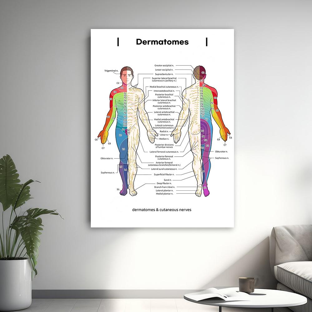 Gráfico de Dermatomas y Nervios Cutáneos Póster de Anatomía para Estudio Médico y Enseñanza Decoración de Pared Artística Póster para el Hogar