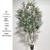 Olive Tree Potted Plant - Indoor Decor Simulation for Living Room