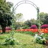 Iron Arch Climbing Frame for Wedding Garden or Courtyard Decor