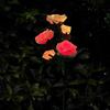 Garden Solar Rose Light Outdoor with Solar Faux Roses Lights Color Changing
