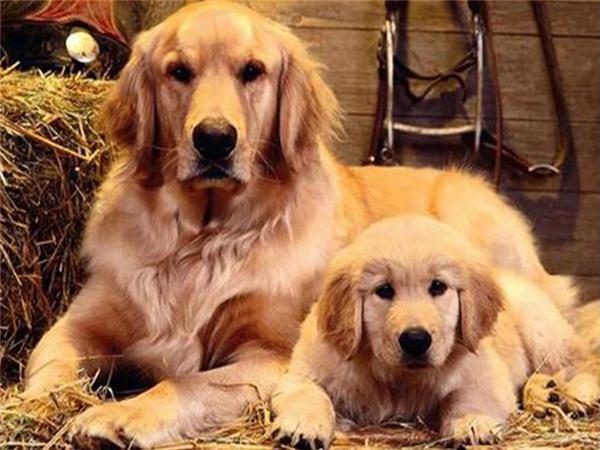 5d Diy Diamond Painting Labrador Dog Room Decor Diamond Embroidery Animal Natural Scenery Mosaic Crystal Picture