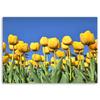 Canvas Print, Yellow Tulips In a Meadow