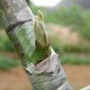 Nastro per Innesto Alberi da Frutto Piante Pellicola 100M X 3Cm Giardinaggio Eco