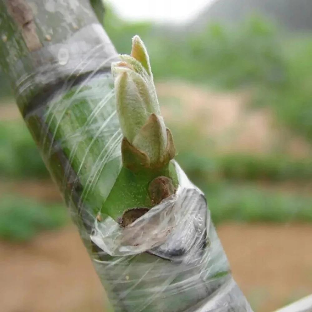 Nastro per Innesto Alberi da Frutto Piante Pellicola 100M X 3Cm Giardinaggio Eco