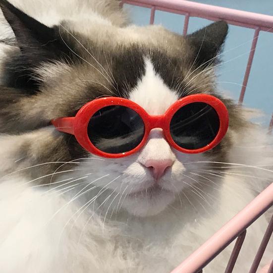 Occhiali da sole per animali domestici Lenti grigie Ovali Divertenti Leggeri Antivento Puntelli per foto Piccolo gatto Piccolo cane Cucciolo Occhiali cosplay Forniture per animali domestici