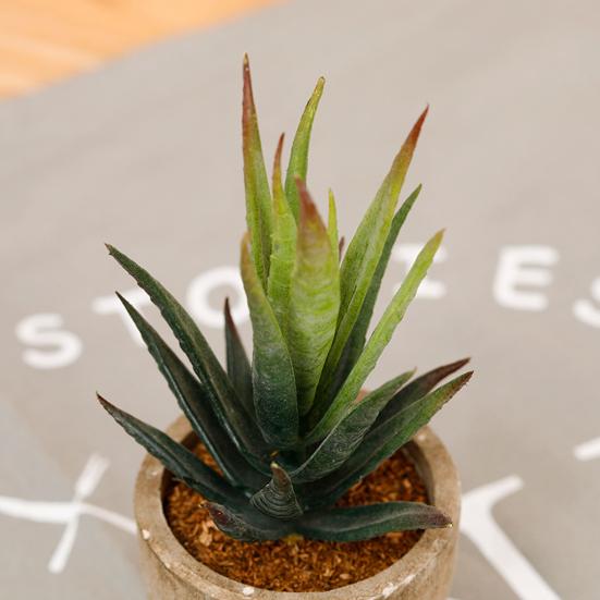 Fake Succulent Bonsai Nice-looking Ornamental Realistic Mini Artificial Succulent Plant Fake Flower Bonsai for Living Room