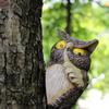 Owl Garden Tree Hanging Outdoor Garden Tree Decorations Animal Statues Hiding Art Ornaments