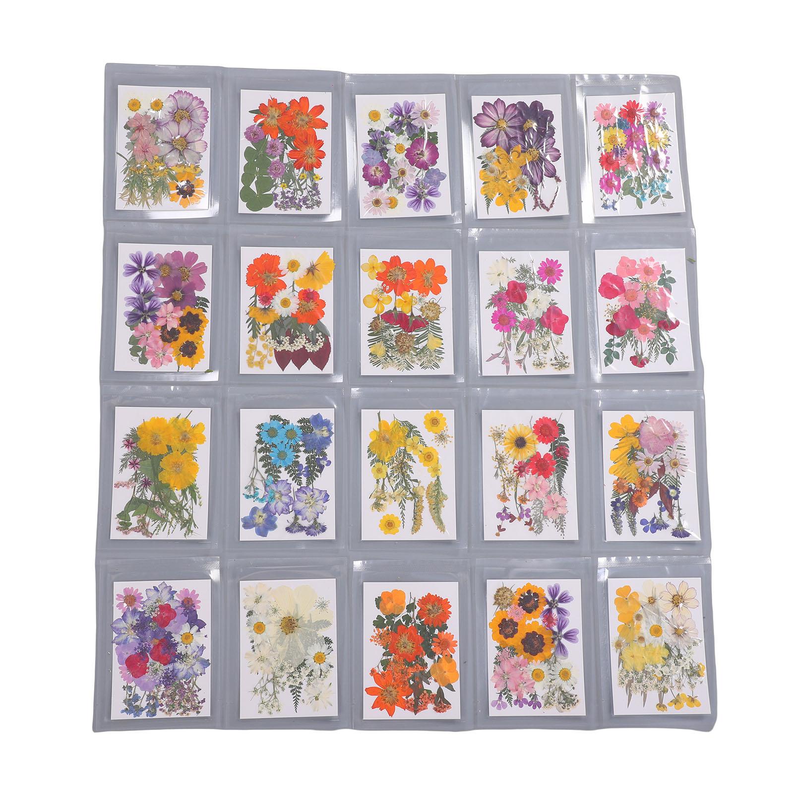 Gedroogde Bloemen Kit Gedroogde Geperste Bloemen Plant Specimen voor Kunst Ambachten Scrapbooking Wenskaart Decoratie