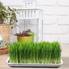 5 Pcs Stainless Steel Seed Trays Reusable Seedling Starter Growing Trays Rectangular Plant Sprouting Trays Propagator For Seed S
