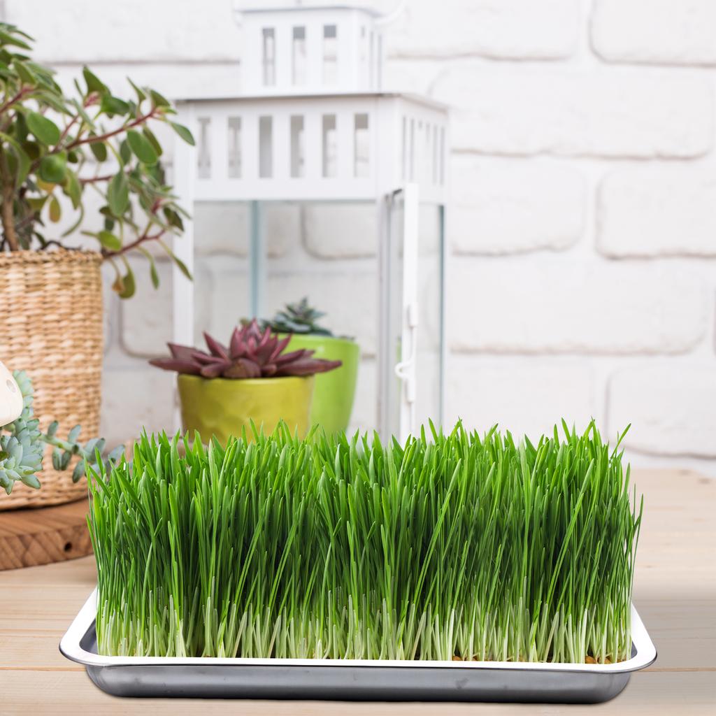 5 Pcs Stainless Steel Seed Trays Reusable Seedling Starter Growing Trays Rectangular Plant Sprouting Trays Propagator For Seed S