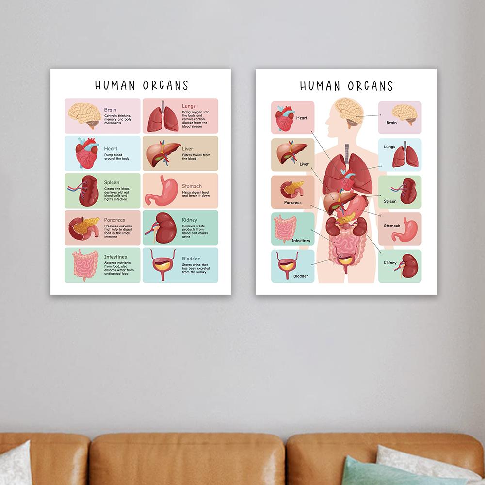 Menschlicher Körper Poster Gesundheitserziehung Drucke Anatomie Poster Organe Tabelle Anatomie Skelett Homeschool Dekor Pädagogischer Druck Poster