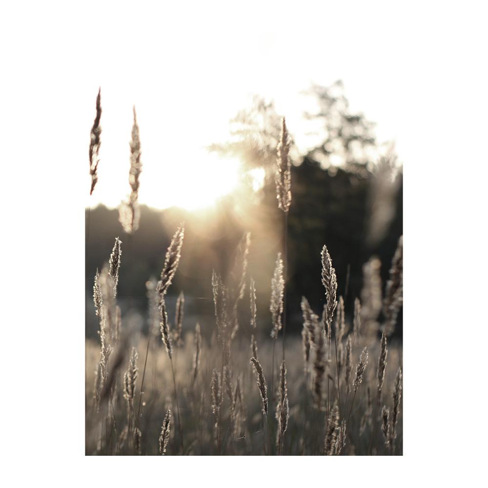 Lion Leopard Nature Canvas Painting Reed Beige Scandinavian Decorative Wall Art Poster Print Landscape Pictures for Living Room