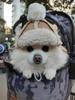 Mütze für Hunde, Winter-warme Mütze, Welpen-Teddy-Kostüm, Weihnachtskleidung, Weihnachtsmann-Hundekostüme, Chihuahua, Chapeu Para Cachorro