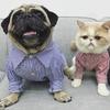 Sommer Hundehemd Katze Welpe Kleine Hundekleidung Chihuahua Yorkshire Pomeranian Shih Tzu Pudel Schnauzer Französische Bulldogge Kleidung