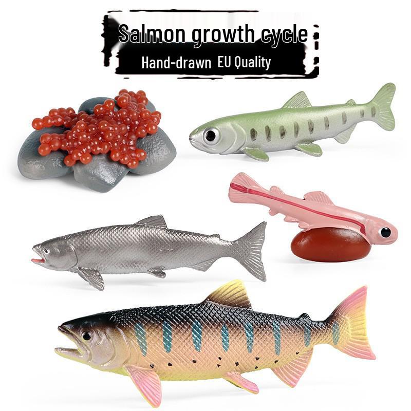 Animal Growth Cycle Simulation Toy Set: Solid Snail & Frog Models for Science Education