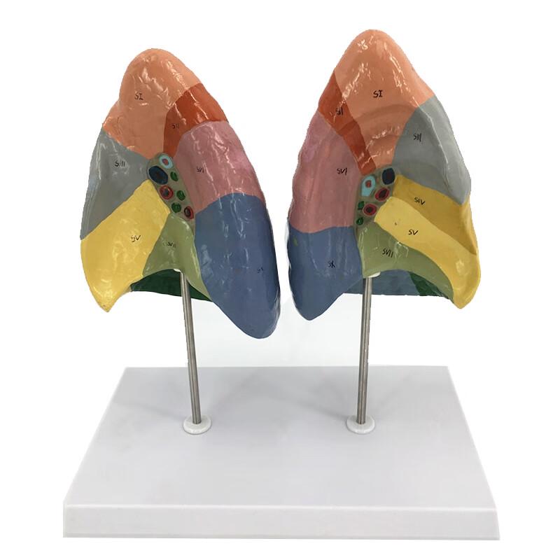 Color-Segmented Human Lung Anatomy Model