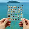 Magnetic Seashell Storage Box Transparent Acrylic Display Case for Starfish Conch Trinket Small Craft Organizers