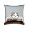 Cute Cat Pillowcase Anime Cartoon Cushion Cover Sofa Home Decor Home Office Pillowcase 45x45cm