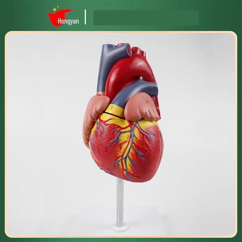 Hongyan 1:1 Human Heart Model