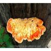 Tè Disintossicante Naturale alle Erbe Laetiporus Sulphureus Essiccato Murrill 500g Supporto Energetico