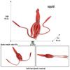 Marine Life Animal Simulation Toy Set: Squid, Crab, Starfish, Tuna