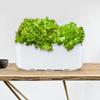 Self Watering Planter Automatic Hydroponics Growing System Smart Indoor Garden Planter for Home Flower Vegetable