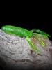MEREDITH Soft Lure Glide Camaron 94mm 8.4g 10pcs Shrimp Antennae Double Legs Bass Pike JXSC05
