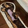 Tapis de Chevet Teckel en Peluche Cartoon - Tapis de Sol de Chambre Créatif