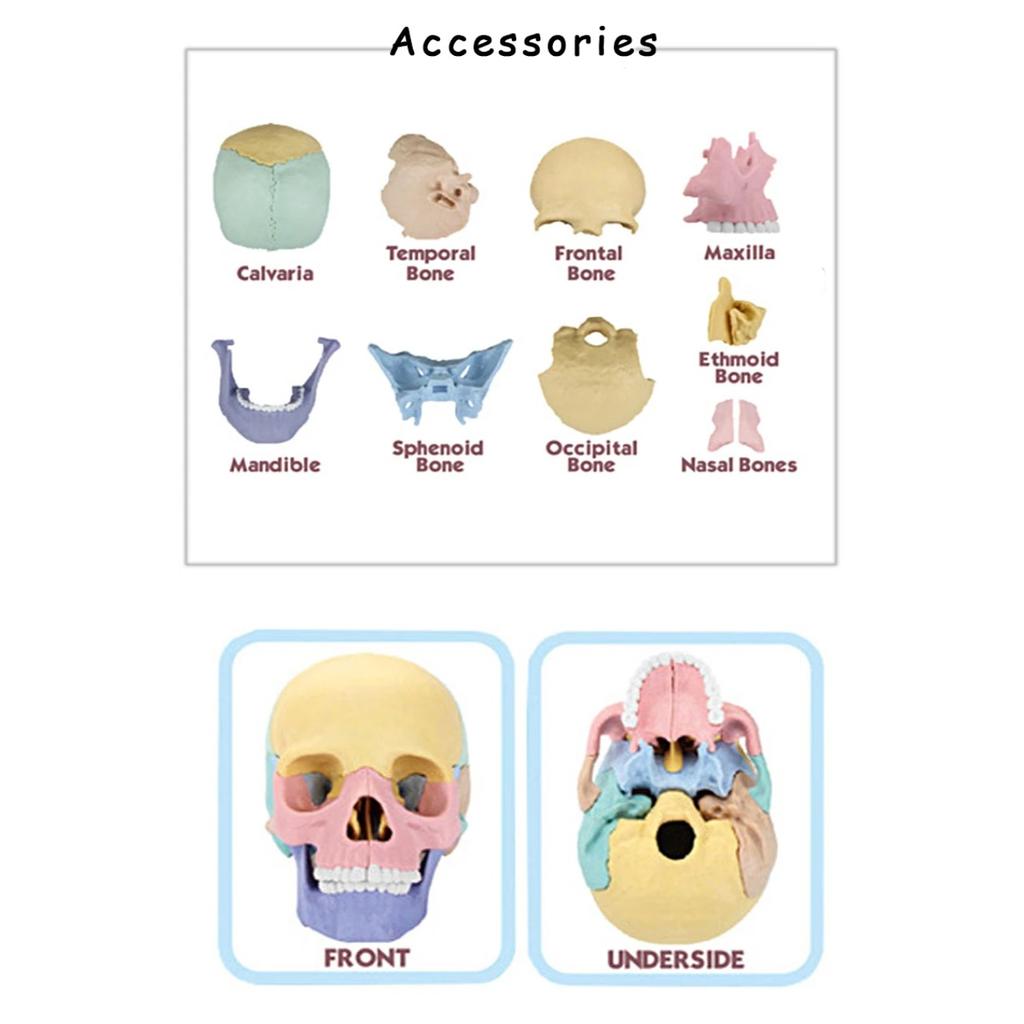 Giocattoli Educativi Anatomia del Cranio per Bambini Modello Anatomico degli Organi del Corpo Umano Specimen Cavità Orale Ausili Didattici Montessori