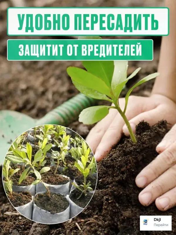 Clopotul de sticlă reutilizabil în formă de pătrat protejează plantele de înghețul și daunele păsărilor