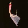 Hayabusa Kore Ichiban Pink Skin Sabiki 6 hooks 4-0.8 HS710-4-0.8