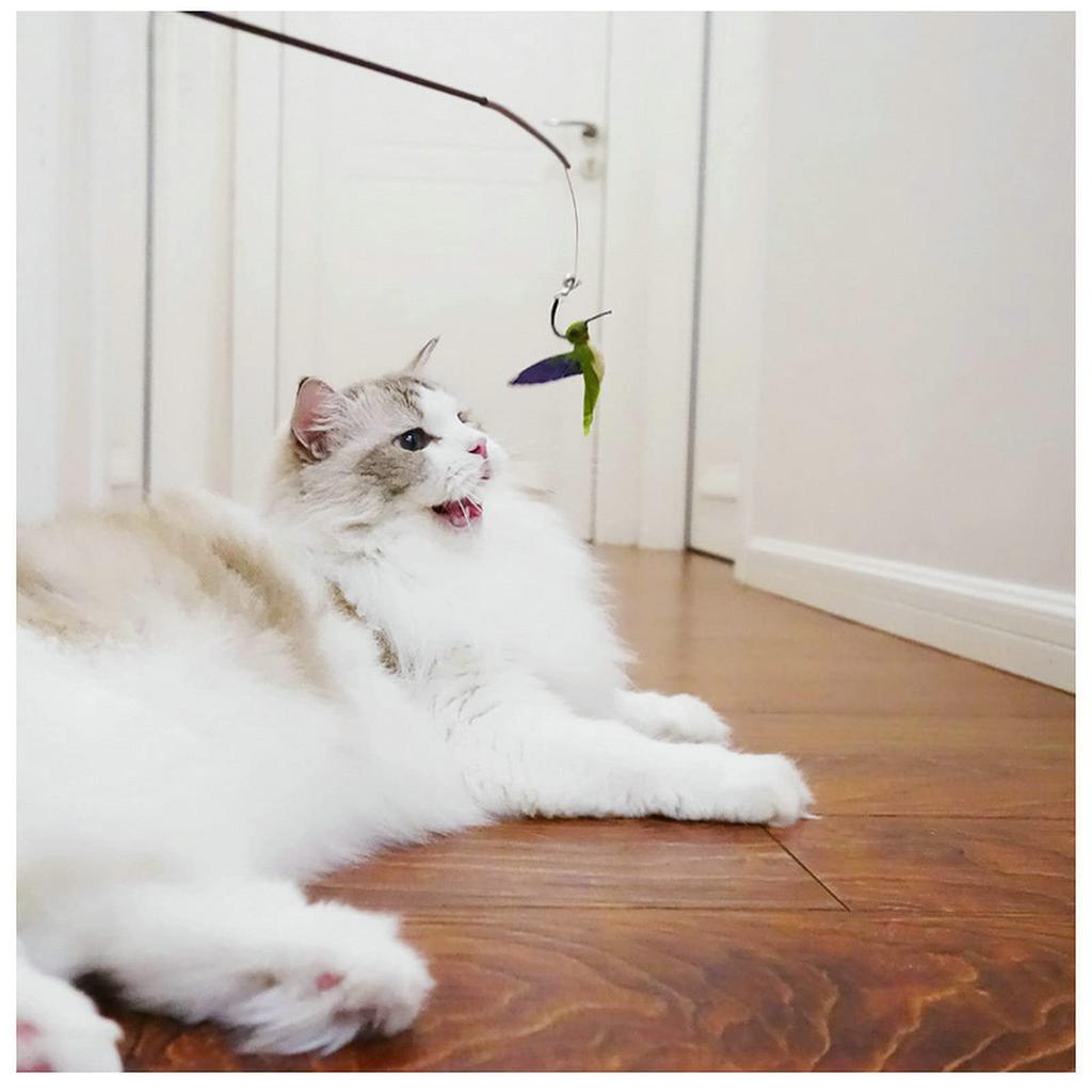 3 von Ni Katzenspielzeug, Katzenangel, Katzenspielzeug, Federspielzeug, Lieblings-Katzenangel, Angelrute (1) und Ersatzfedern (3)