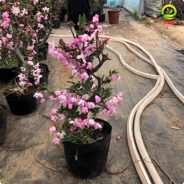 Chojukan Japanese Weeping Crabapple Bonsai Sapling for Courtyard Planting