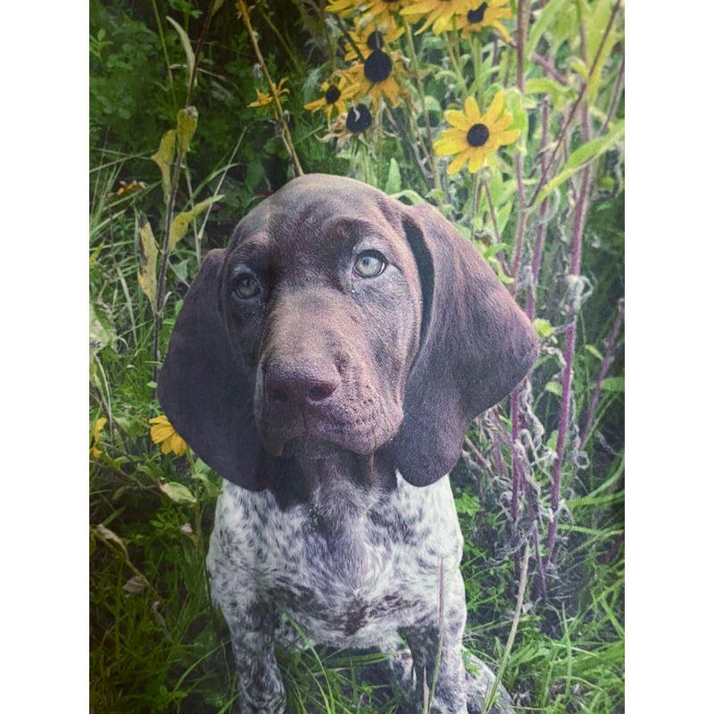 5D Diy Diamond Painting Dog Diamond Embroidery Full Square Rhinestone Pictures Cross Stitch Mosaic Craft Home Decor