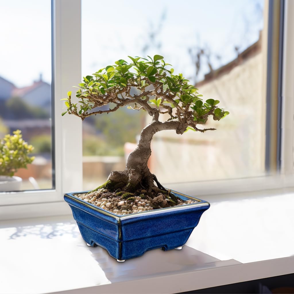 Villa Como Flower Ceramic Bonsai Succulent Cactus Potted with Indoor Blue Pot, Pot, Pot, Pot, Pot, 2-Piece Set, Planter, Small, Plant, Holes,