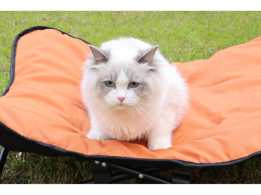 Portable Folding Detachable Pet Bed for Cats & Dogs - Outdoor Camping Bed