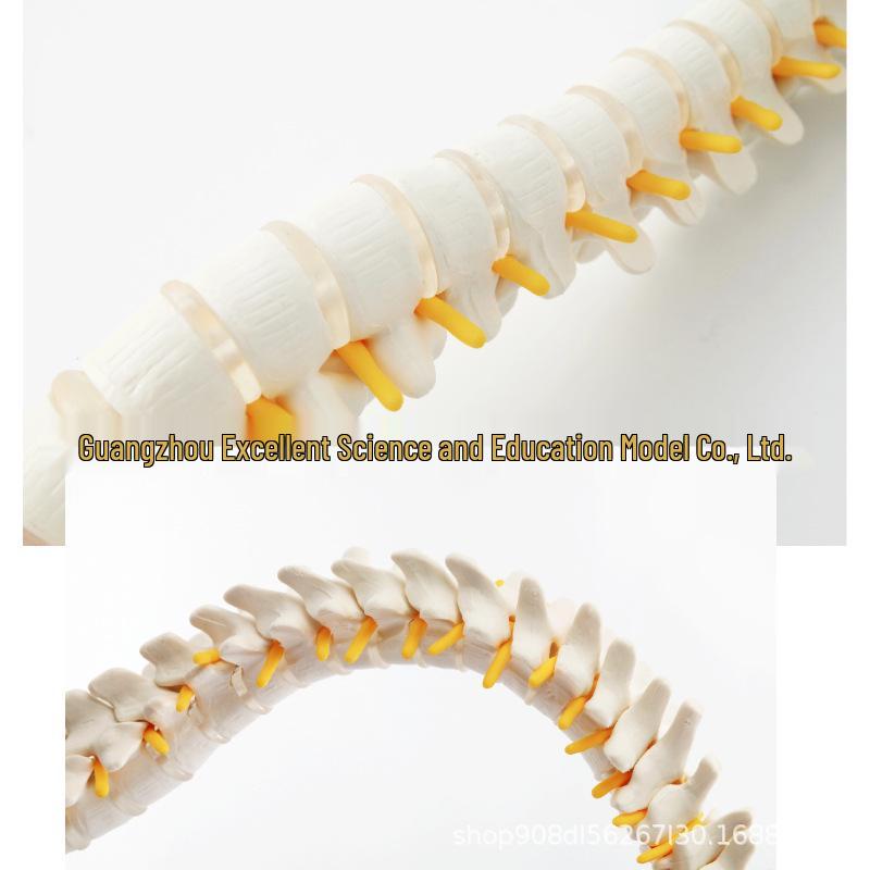 45CM Colorful Spine Model: Vertebral Column with Pelvis, Femur, Coccyx, Lumbar, Cervical Vertebrae for Chiropractic Use