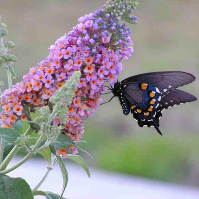 1000 Butterfly Bush Seeds - Buddleja - Garden Shrub - Reproducible Peasant Seeds - SemiWild