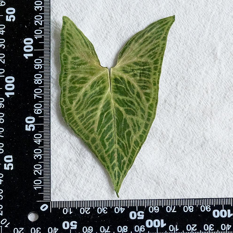Syngonium Podophyllum Dried Pressed Flowers for DIY Leaf Art or Epoxy Frame.