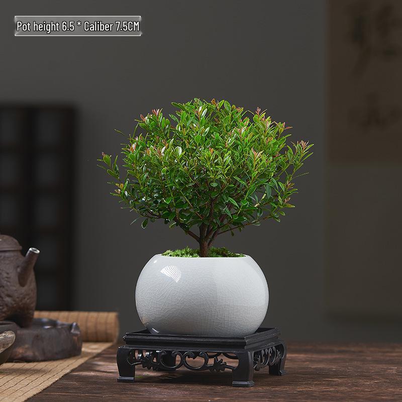 Red Leaf Bonsai Seedling - Easy Care Indoor Evergreen, Perfect for Hydroponics and Micro Landscapes