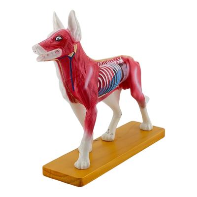 Anatomical Model Dog Canine Acupuncture Model Animal Model 72 Points Acupuncture Points Dog Acupuncture Model