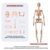 Modello Struttura Corpo Umano Smontabile Assemblato per Bambini, Scheletro Intero, Scheletro Organi, Giocattolo Simulazione Anatomia Medica