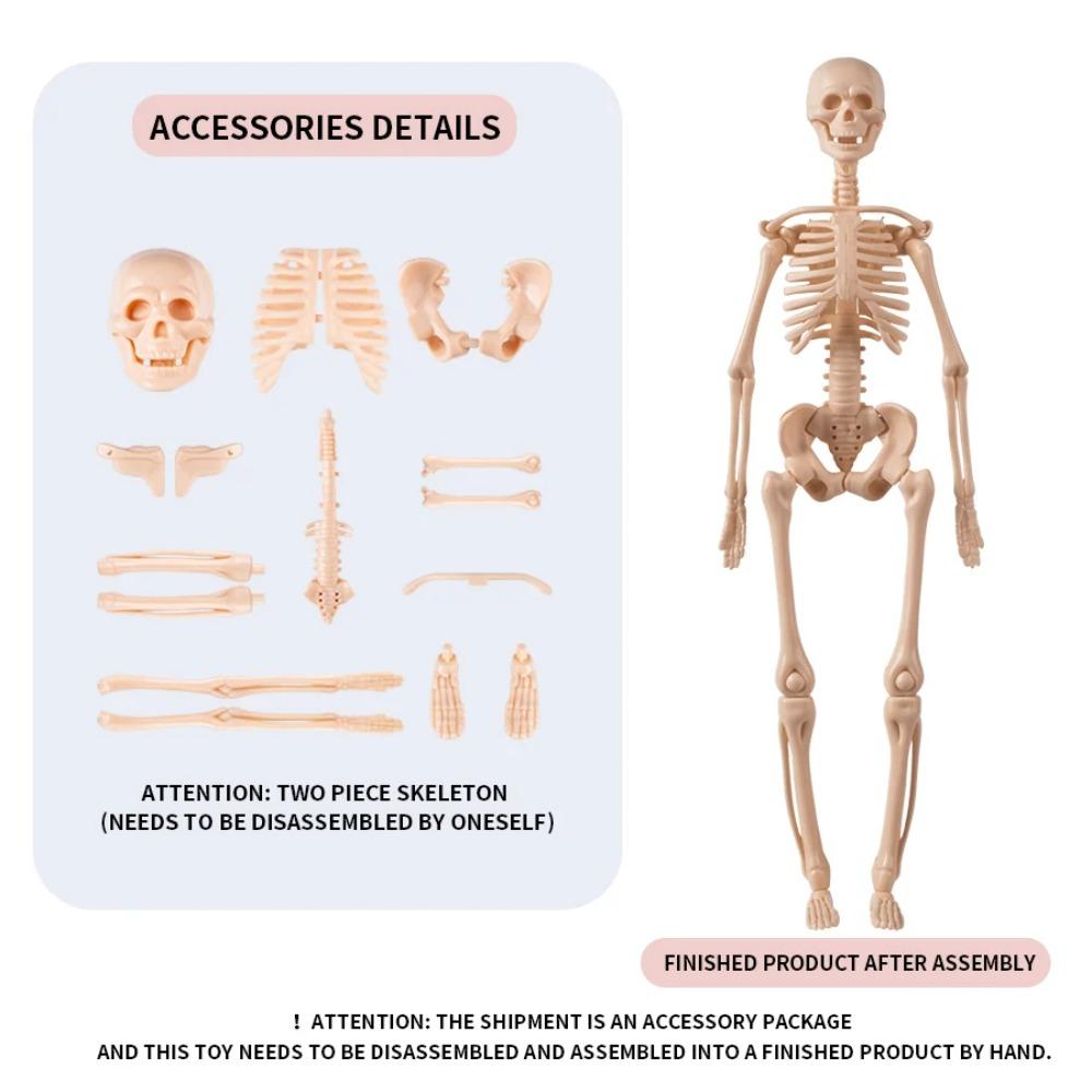 Human Organ Toys, Detachable Human Skeleton Model Simulation, Medical Assembly, Trunk Structure, Visceral Education Toys