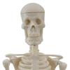 45cm Human Skeletal Model for Medical Teaching and Education