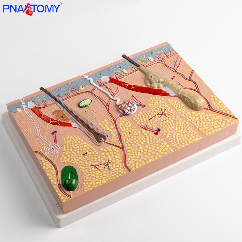 Magnified Layered Human Skin Anatomy Model for Beauty and Plastic Surgery PNT-0553