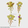 Exquisite Luxury Copper Gold-Plated Zircon Pearl Flower Brooch for Women.